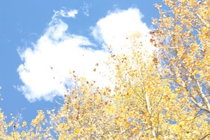 pic94.jpg