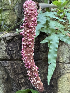 pic37.jpg