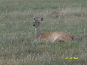 pic90.jpg